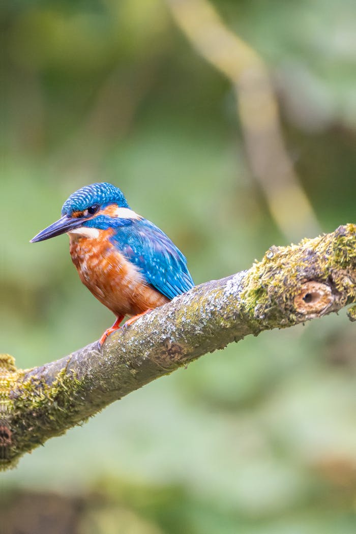A vibrant kingfisher resting on a branch in a tropical setting, ideal for wildlife enthusiasts.