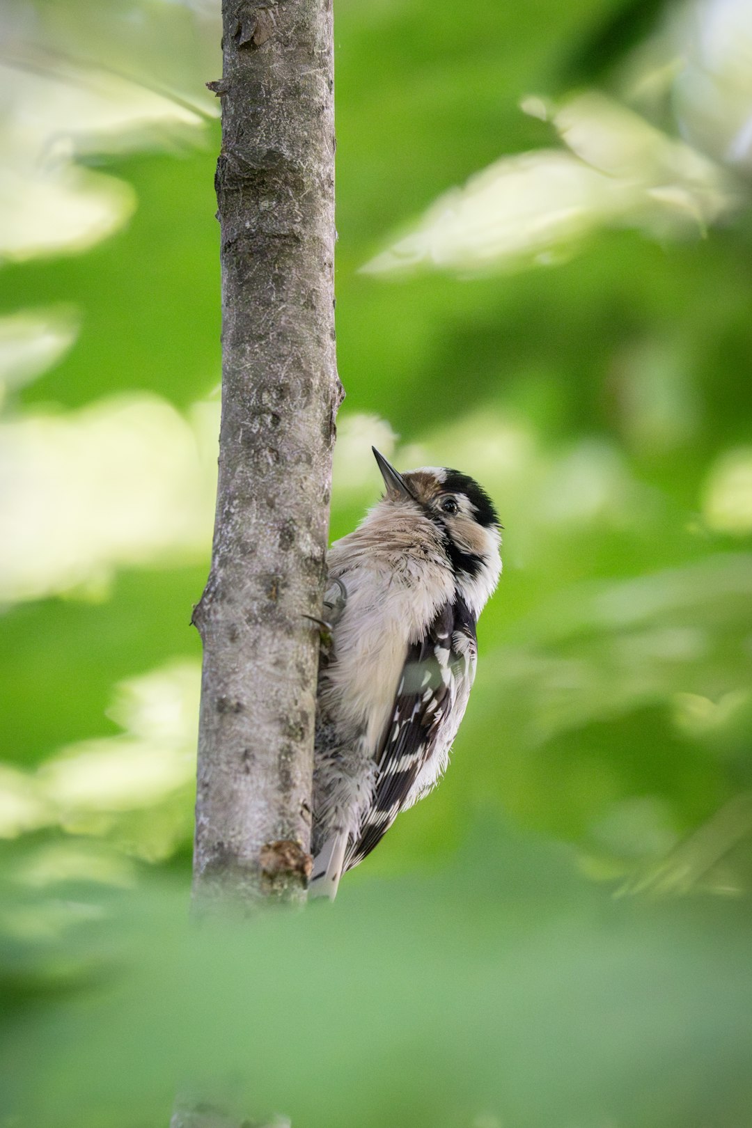 Lesser spotted woodpecker