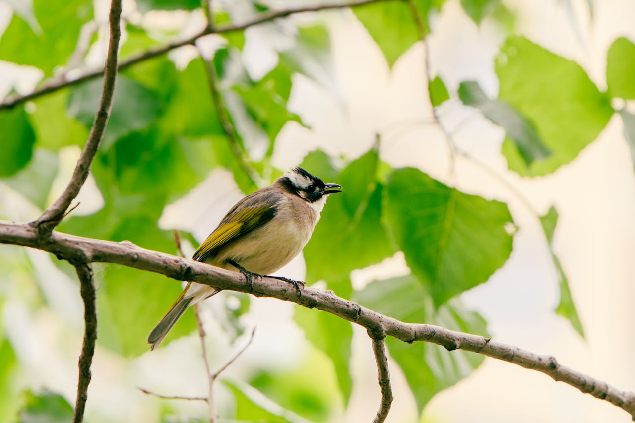 Chinese bulbul resting on a branch amidst lush green leaves in a serene outdoor setting.