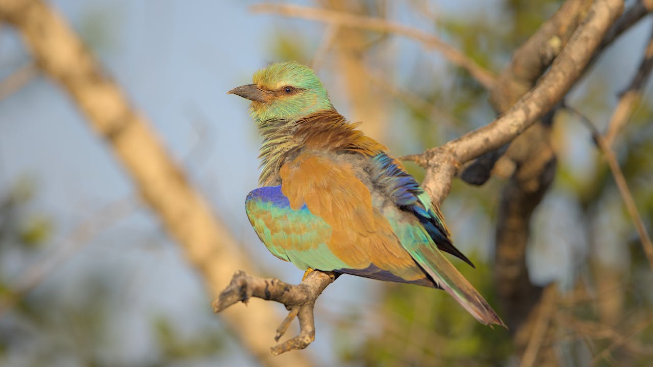 A colorful European Roller perched on a tree branch in natural surroundings.