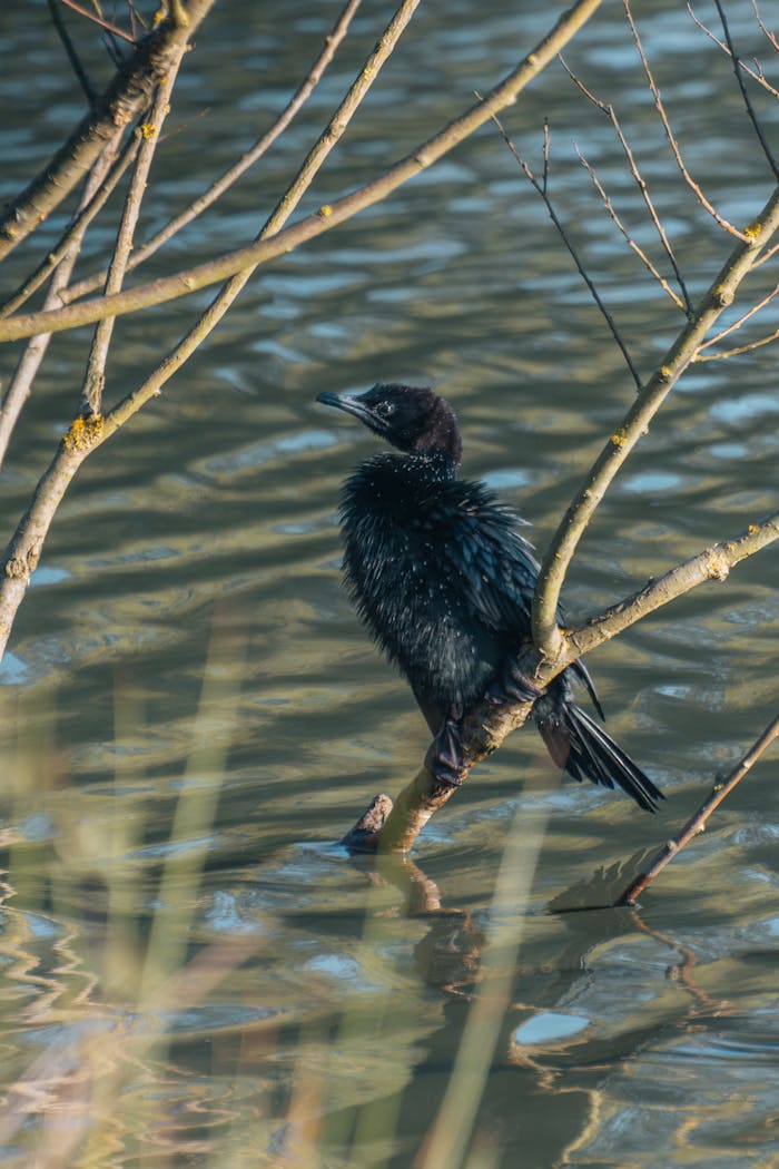A cormorant sits on a branch above a reflective water surface, showcasing its glossy feathers.