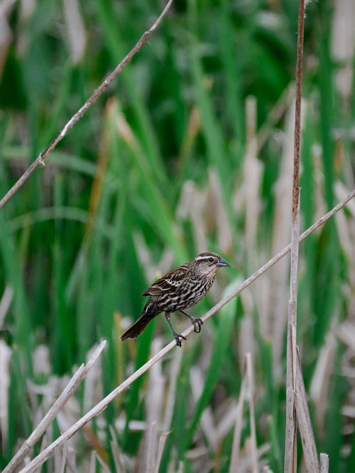 A female red-winged blackbird perches gracefully on marsh grass in Atlanta, offering a glimpse into its natural habitat.