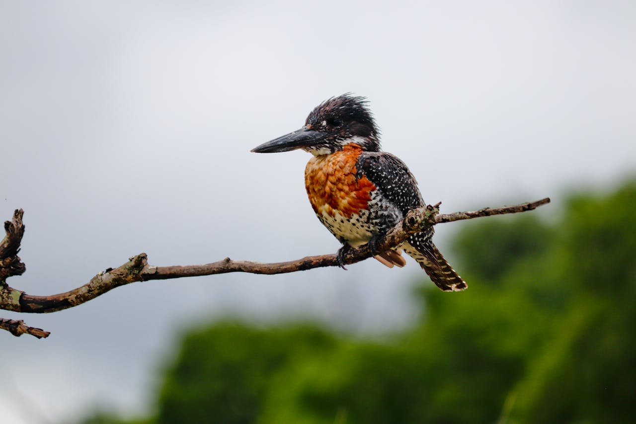 A striking giant kingfisher perched on a branch in the lush environment of Mpumalanga, South Africa.
