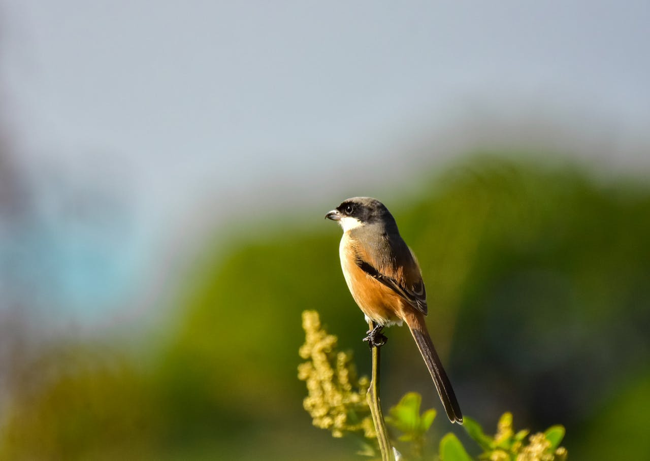 A small bird perched on a plant branch with a blurred green background.