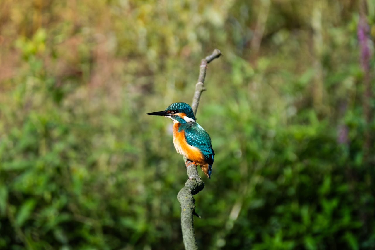 A stunning kingfisher with vibrant plumage sits on a branch in a natural setting.